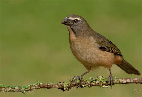 trinca ferro|trinca ferro preço.